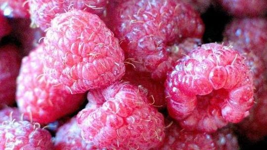 Święto Malin w Szastarce z Galą Disco Polo