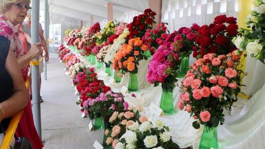 Święto Róż w Końskowoli. Turyści lekko zawiedzeni (zdjęcia)