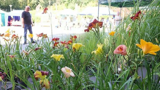 Święto w ogrodzie botanicznym. Jest na czym zawiesić oko