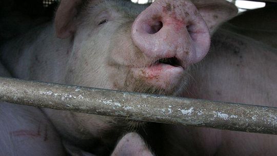 Świnia na badaniach okresowych