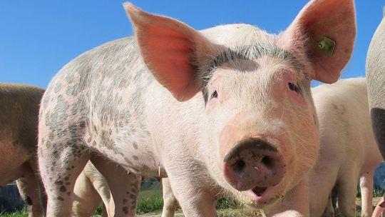 Świnia w worku wpadła pod samochód. Wcześniej uciekła z transportu 