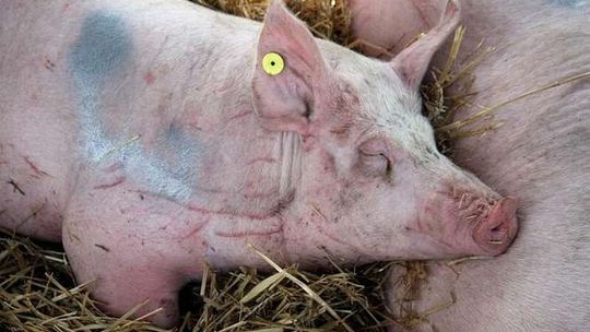 Świnia zagryzła kobietę. 84-latka zmarła