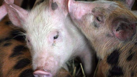 Świnie sprzedane. Rolnicy mieli czas do wczoraj