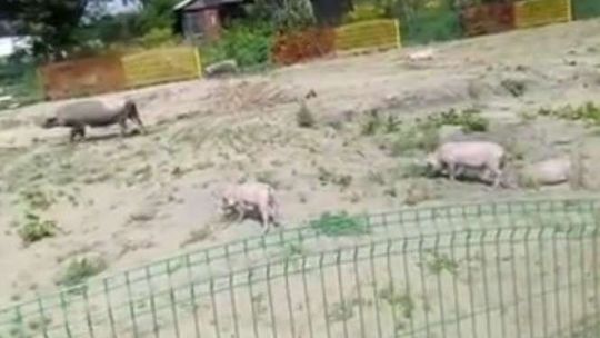 Świnie uciekły od pijanego właściciela. Biegały po placu zabaw, spacerowały po mieście [wideo]