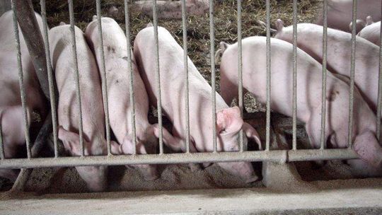 Świnie uziemione, hodowcy załamani. "Mamy wypuścić je do lasu"?