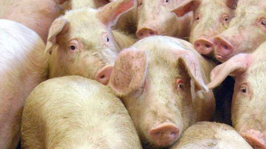 Świńska górka znika: Trwa skup interwencyjny tuczników