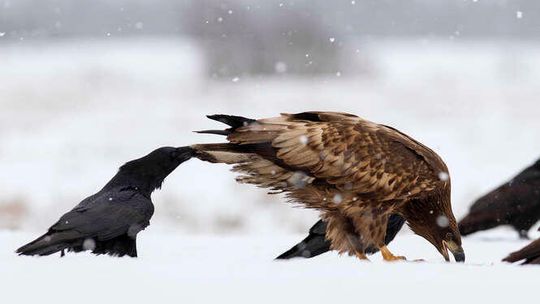 Swoje trzeba w błocie wyleżeć. Rozmowa z Grzegorzem Sierockim, fotografem przyrody z Puław