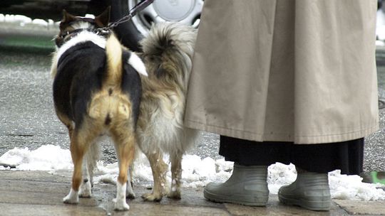 Sylwestrowe fajerwerki. Jak przygotować zwierzęta na huki?