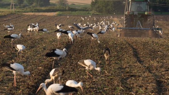 Symbol wiosny się zastanawia. Co z tymi bocianami?