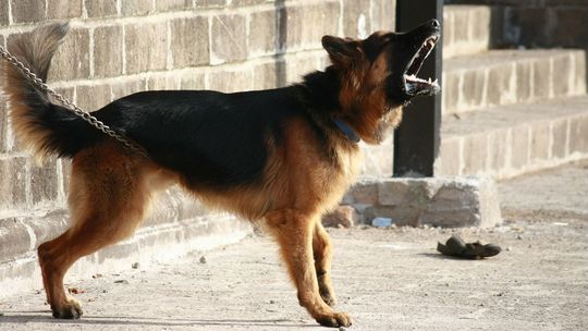 Syn nie upilnował psów, a te zagryzły jego matkę. Czy mężczyzna trafi za kratki?