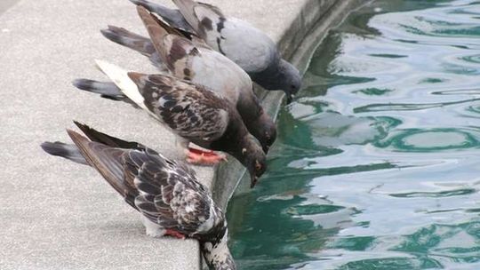 Synoptycy ostrzegają przed upałami