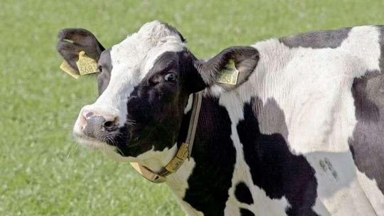 Sypną groszem mleczarzom. Wkrótce nabór wniosków