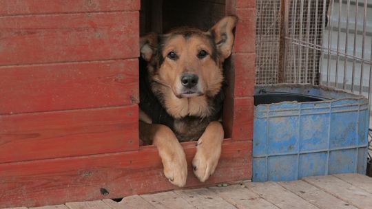 Sytuacja w schronisku w Krzesimowie jest krytyczna. Potrzebna pomoc dla psów