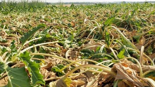 Szacują straty po suszy. Pomoc jednak dla niewielu rolników