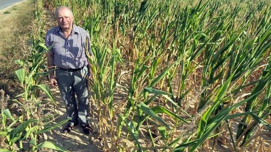 Szacują straty rolników z powodu suszy. "Hodowcy bydła mogą zacząć wybijać stada"