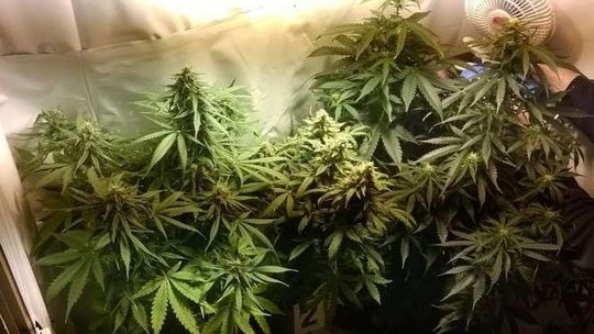 Szafa z niespodzianką. W środku rosły krzaki konopi indyjskich