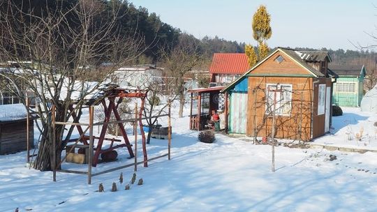 Szajka włamywała się do altanek na ogródkach działkowych