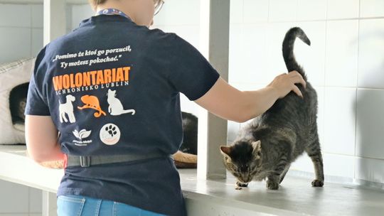 Szare, bure i pstrokate. Koci herosi z lubelskiego schroniska szukają kochających domów