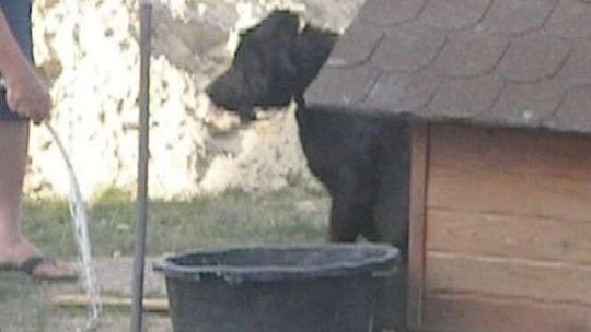 Szarpał za łańcuch i tłukł psa plastikową rurką. Zwierzę trafiło do schroniska (wideo)