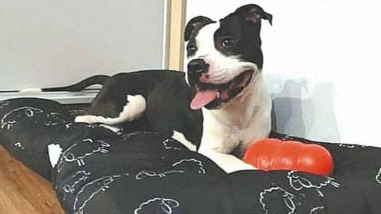 Szatan to dziś Bigi i czeka na nowy dom. Za nim wstrząsająca przeszłość