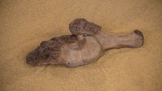 Szczątki kolejnego słonia leśnego odnalezione na budowie metra w Warszawie