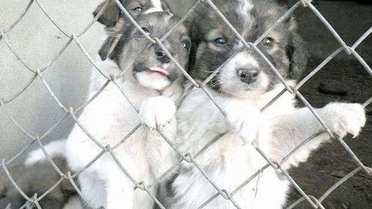 Szczeniaki z Kurowa już w nowych domach