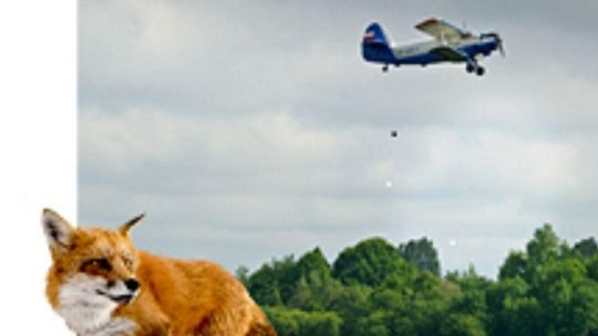 Szczepienie lisów przeciw wściekliźnie. Ponad 700 tys. dawek spadnie z nieba