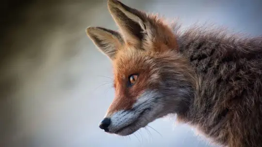 Szczepionki dla lisów będą zrzucane z samolotów. Ważny apel do mieszkańców Lubelszczyzny