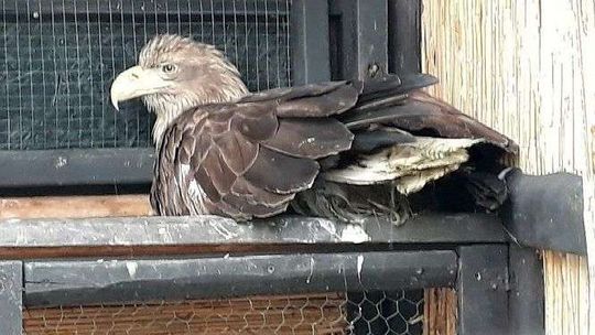 Szczęśliwe zakończenie. Pani bielikowa także zdrowieje i wróci pod skrzydła męża