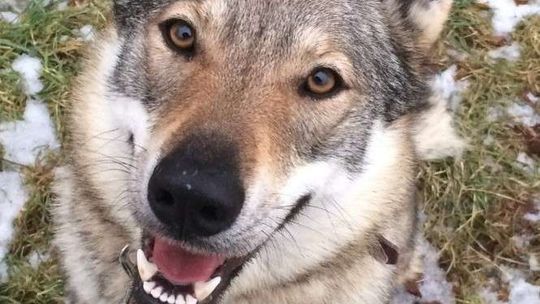 Szczęśliwy finał historii "wilka znad Zalewu Zemborzyckiego". Fifty pokonała kilkaset kilometrów