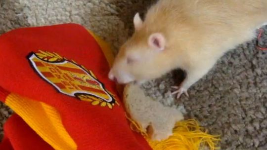 Szczur Roman z Krasnobrodu typuje wyniki meczów 