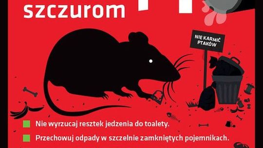 Szczury w mieście. Lublin walczy z nimi... plakatami 