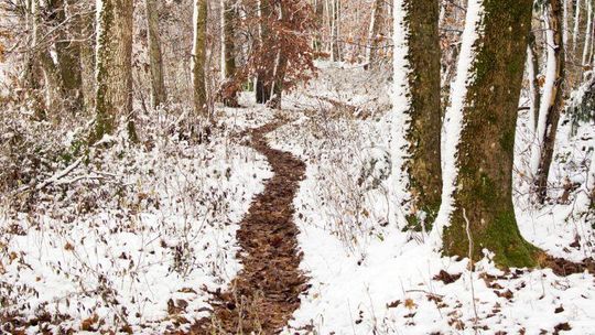 Szedł przez las na skróty, omal nie zamarzł
