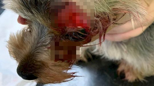 Szedł z nożem ulicami Lubartowa i dziwnie się zachowywał. Zaatakował małe pieski