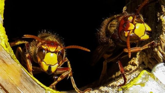 Szerszenie zaatakowały go w domu. Mężczyzna trafił do szpitala 