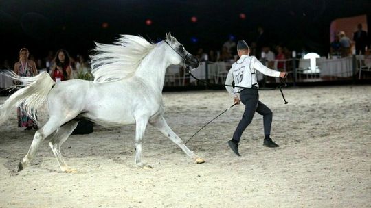 Sześć godzin aukcyjnej rywalizacji. Miliony euro za polskie konie 