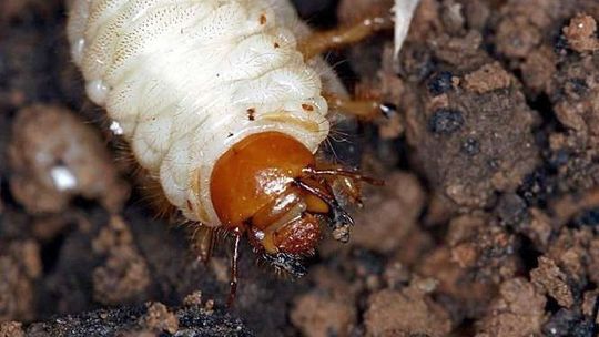 Szkodniki warzyw groźne w polu i na działce. Jak z nimi walczyć?