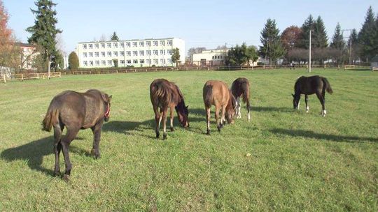 Szkoła zakłada stadninę. Kupiła pięć koni