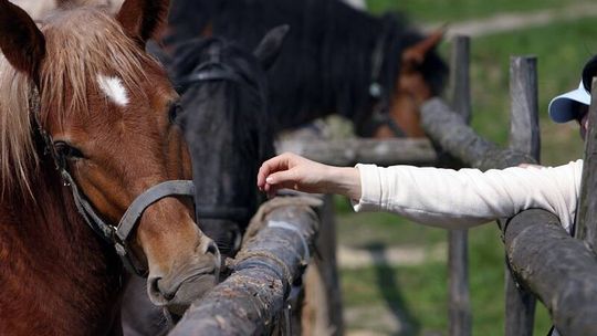 Szkolenie z agroturystyki, za darmo