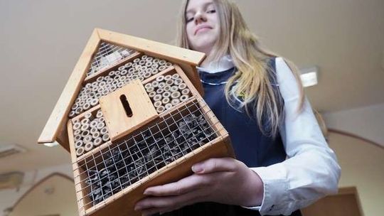 Szkoły przyjazne pszczołom w Lublinie. Dostają hotele dla owadów