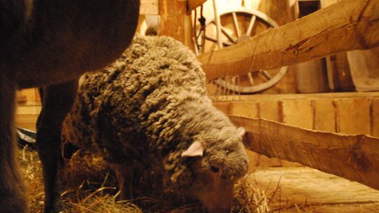 Szopki chełmskie: W kościele św. Kazimierza są żywe zwierzęta (zdjęcia)