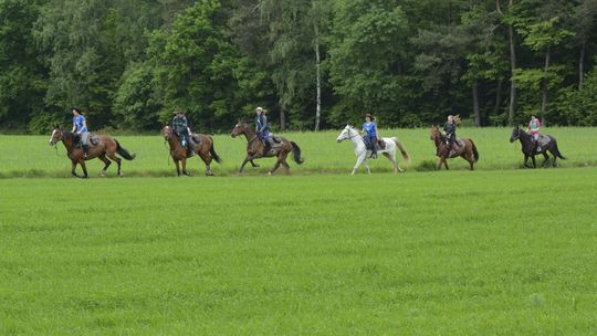 Szukają domu dla koni. Lubelscy studenci zbierają na zakup działki
