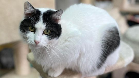 Szukają miejsca dla zwierząt w Kraśniku