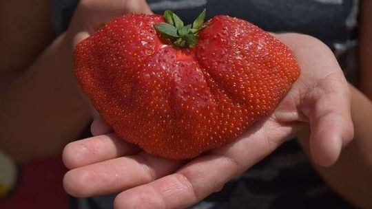 Szukają najbardziej dorodnej truskawki. Jest kandydatka