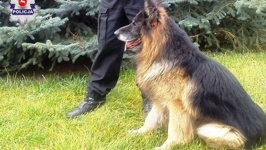 Szukali go strażacy i policjanci z psem tropiącym. A on wrócił do domu