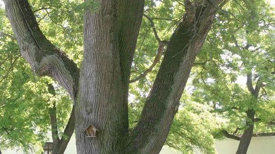 Szukanie kwiatu paproci i inne sobótkowe atrakcje