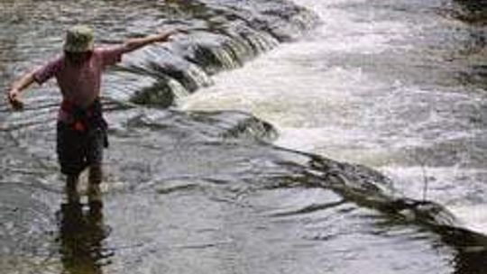 Szumy nad Tanwią (nr 76) - 2 głosy