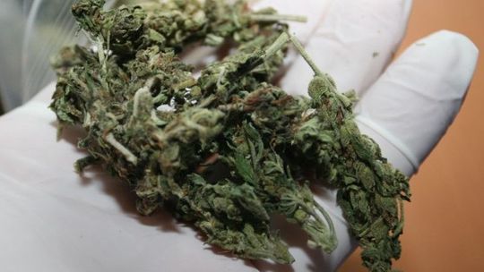 Szykowali marihuanę do dystrybucji. Policjanci zatrzymali młodych mężczyzn