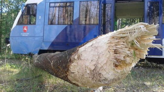 Szynobus uderzył w drzewo, które ścięły bobry. Wypadł z torów