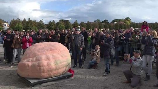 Ta dynia waży ponad tonę. Nowy rekord Europy